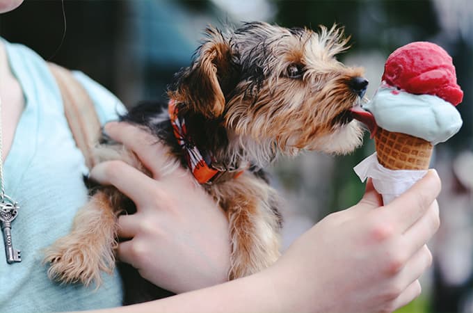 the dog is eating the ice cream